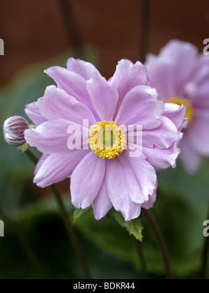 Pink Japanese Anemone (anemone japonica) Stock Photo
