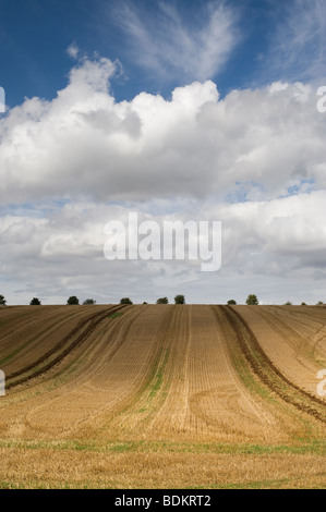 Tractor tracks in a cultivated field with a spring crop, West Lothian ...