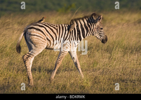 Burchell's zebra foal, Equus burchelli, with redbilled oxpeckers, Buphagus erythrorhynchus, Hluhluwe Umfolozi Park, South Africa Stock Photo