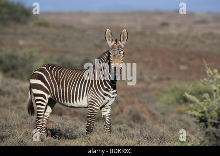 Cape mountain zebra, Equus zebra zebra, Karoo National Park, South Africa Stock Photo