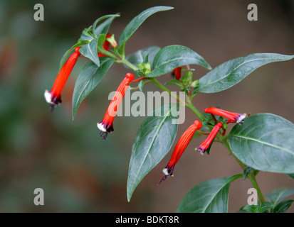 Firecracker Plant or Cigar Plant, Cuphea ignea, Lythraceae, Mexico, North America and West Indies Stock Photo