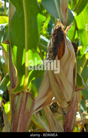 Close-up of an ear of corn on a stalk ready for harvest Stock Photo