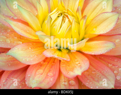 Dahlias variety Candlelight. Swan Island Dahlia Farm. Oregon Stock Photo