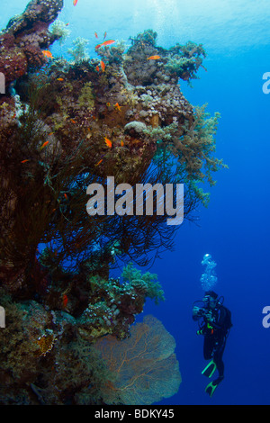 Young female diver photographer swimming along a massive coral reef wall formation with sun and water surface in the background. Stock Photo