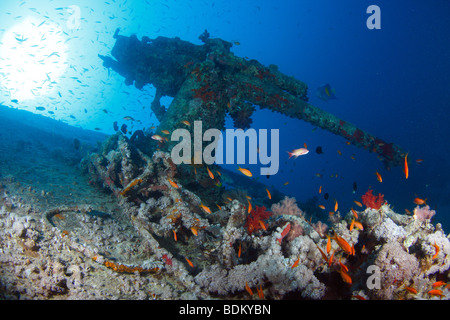 An anti-aircraft gun on the stern of the shipwreck of SS Thistlegorm covered with corals and fishes, with sun in the background. Stock Photo