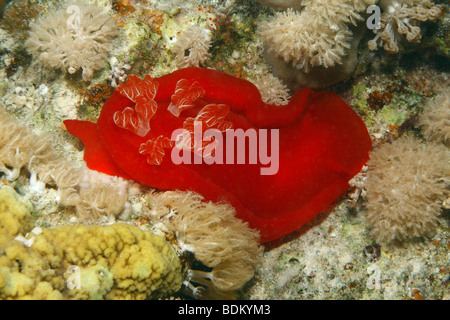 Spanish dancer, a large red nudibranch on a coral reef surface coming out at night to feed on sponges. Stock Photo