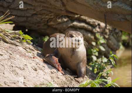 North American River Otter Lontra canadensis feeding on fish on a river bank.