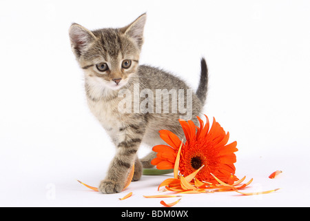 tabby kitten with blossom - cut out Stock Photo - Alamy