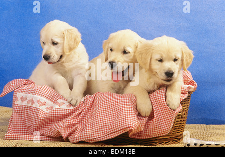 Three golden Retriever dog puppies in basket Stock Photo