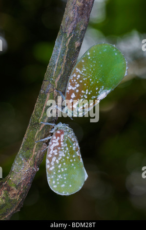 Green Flatidae Planthopper Stock Photo - Alamy
