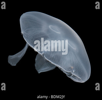 Moon jellyfish, Aurelia aurita, also known as moon jelly, common jellyfish, and saucer jelly. Stock Photo