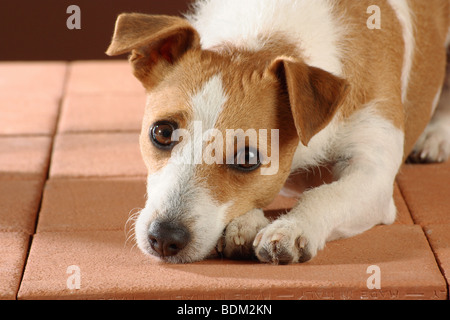 Jack Russell Terrier dog - lying Stock Photo