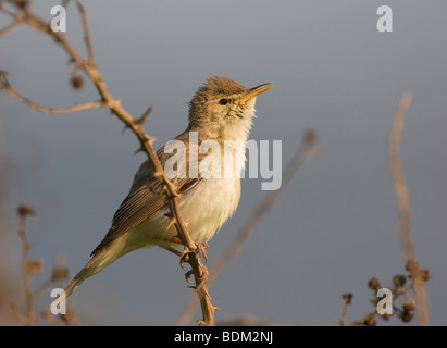 Eastern Olivaceous Warbler / Hippolais pallida Stock Photo