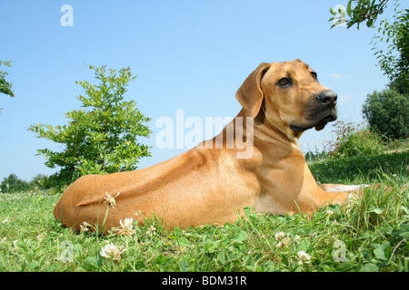 Rhodesian Ridgeback dog - lying on meadow Stock Photo