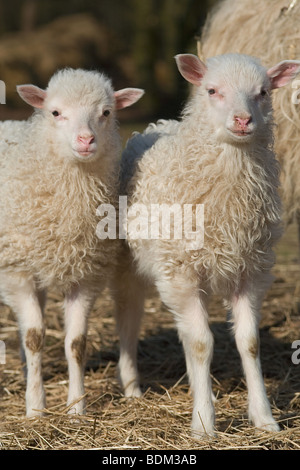 two lambs - standing Stock Photo