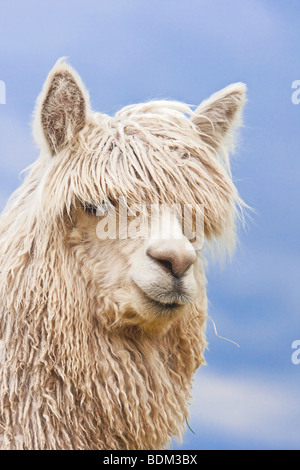 Suri alpaca - portrait Stock Photo
