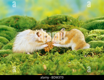 Golden hamster moss munching hi-res stock photography and images - Alamy