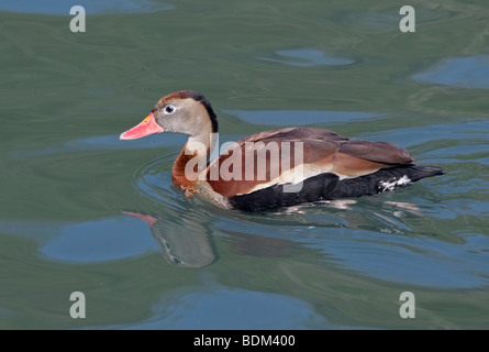 Red-Billed Whistling Duck  (dendrocygna autumnalis) also known as Black-Bellied Whistling Duck Stock Photo