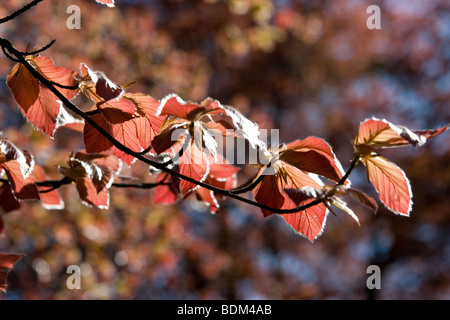 Young copper beech leaves in Spring Stock Photo