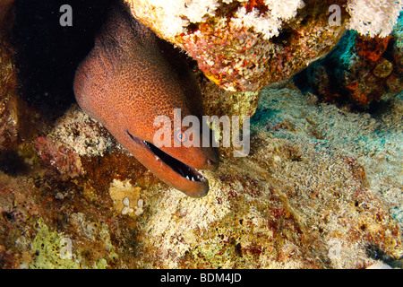 Giant moray eel with his mouth open peeking out from coral reef formation. Stock Photo