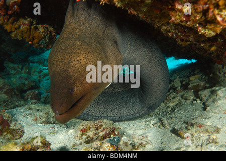 Giant moray eel with his body crammed in a tight space under the toppled table coral head Stock Photo