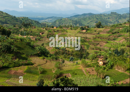 Cultivated hills near Gisenyi, Rwanda Stock Photo