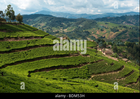 Tea plantation near Gisenyi, Rwanda Stock Photo