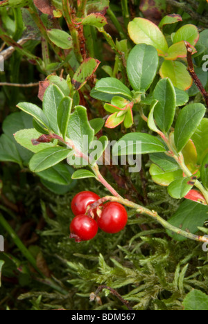 Bearberry, Arctostaphylos uva-ursi Stock Photo