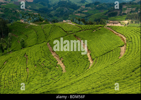 Tea plantation near Gisenyi, Rwanda Stock Photo