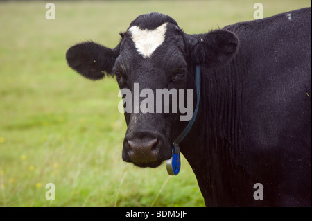 The Holstein (may also be know as 'Holstein Friesian' or Friesian)is a breed of dairy cow Stock Photo