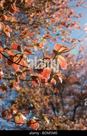 Young copper beech leaves in Spring Stock Photo