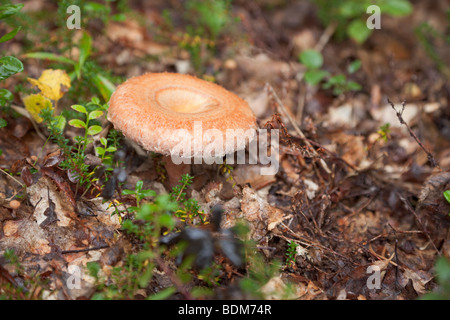 Lactarius torminosus (a coral milky cap), growing in northern wood Stock Photo