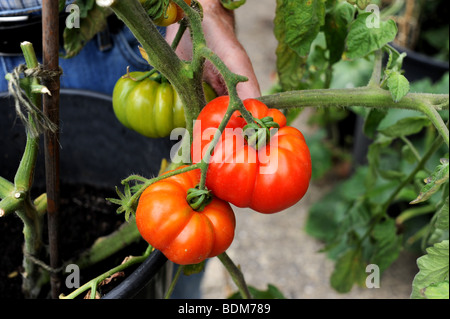 Big Tom tomato variety on a dinner plate Stock Photo