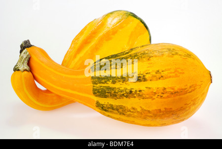 Squash couple Stock Photo