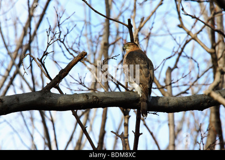 Sharp-shinned Hawk (Accipiter striatus velox) on branch in Central Park, New York City Stock Photo