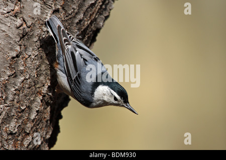 White-breasted Nuthatch (Sitta carolinenss carolinensis) perched in tree Stock Photo