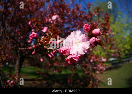 Cherry Tree (Prunus sargentii) with fresh pink flowers in Spring in New York's Central Park. Stock Photo