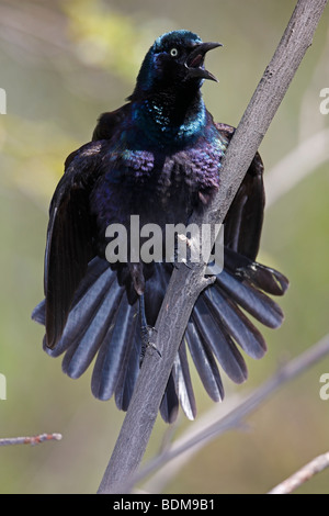 Common Grackle (Quiscalus quiscula stonei), Purple subspecies, male singing on a branch. Stock Photo