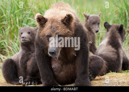 Grizzly bear sow with three cubs in Geographic bay Katmai National Park Alaska Stock Photo