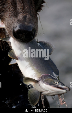 Grizzly bear with pink salmon in mouth at Geographic bay Katmai National Park Alaska Stock Photo