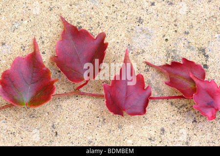 Japanese maple (Acer palmatum) 'bloodgood' leaves Stock Photo