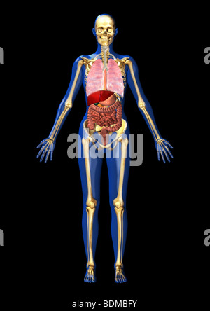 human anatomical illustration of the lungs, and GI system including the liver, gallbladder, pancreas, stomach, intestines, colon Stock Photo