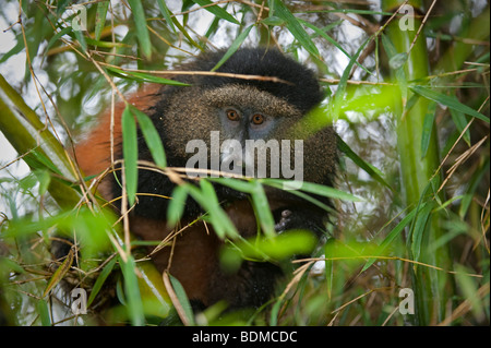 Golden monkey, Cercopithecus kandti, Volcanoes National Park, Rwanda Stock Photo