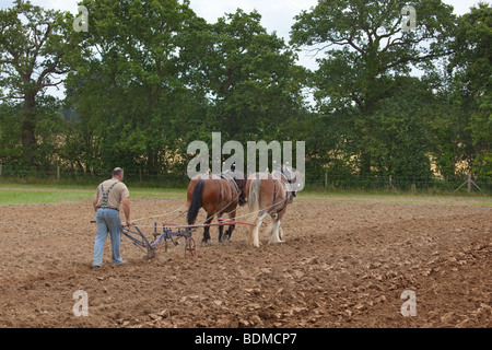 Plough pulled by a pair of Heavy Horses Stock Photo