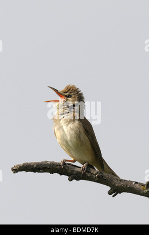 Great Reed Warbler (Acrocephalus arundinaceus) Stock Photo