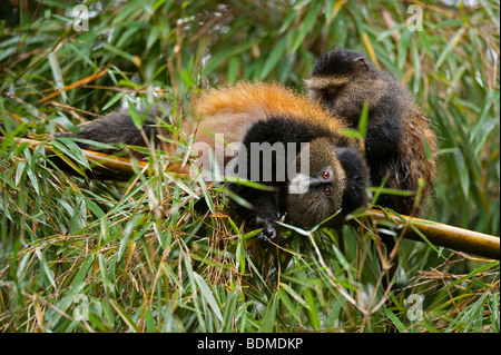 Golden monkey, Cercopithecus kandti, Volcanoes National Park, Rwanda Stock Photo