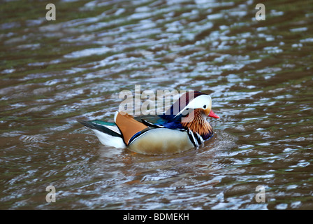 Manderin Duck aix galericulata Stock Photo