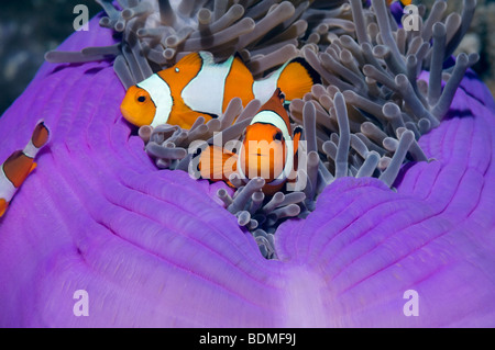 False clown-anemonefish (Amphiprion ocellaris). Andaman Sea, Thailand. Stock Photo
