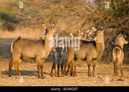 Waterbucks (Kobus ellipsiprymnus), South Luangwa National Park, Zambia, Africa Stock Photo