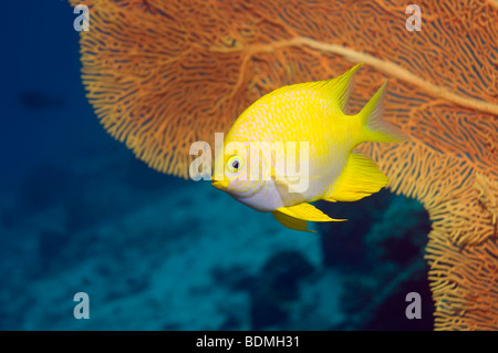 Golden damsel (Amblyglyphidodon aureus). Andaman Sea, Thailand. Stock Photo